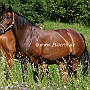 Thueringer_Reitpferd_58_ (7)